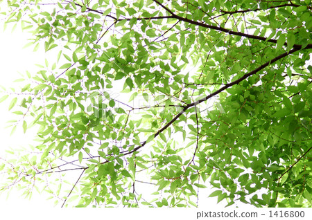 Zelkowa新鮮的綠色 1416800