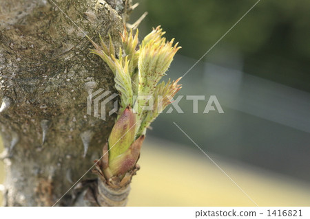 devil's walking stick, japanese angelictree, tarabo 1416821