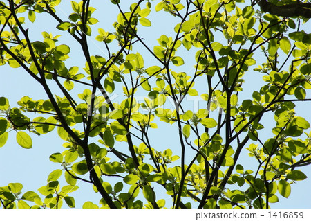 Fresh green Fresh green 1416859