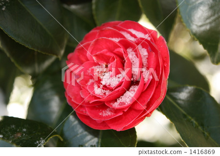 Snow camellia 1416869