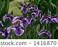 iris, kokyo higashi gyoen, group of villages 1416870