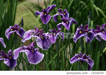 鳶尾 東御苑kokyo 群落 1416870
