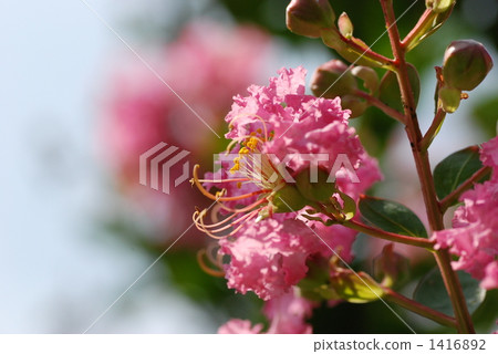 crape myrtle, lagerstroemia indica, bloom 1416892