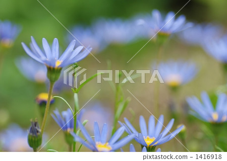 蘭雛菊 花朵 花 1416918