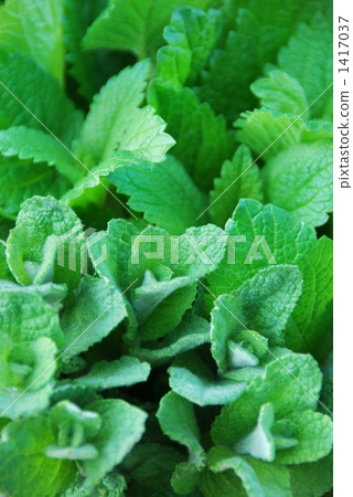 蘋果薄荷和檸檬香脂 蘋果薄荷和檸檬香脂 1417037