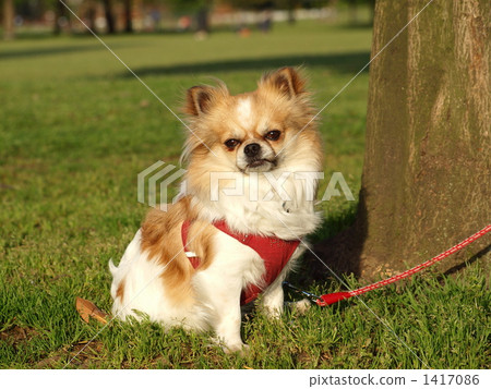 chihuahua, sitting, sitting down 1417086