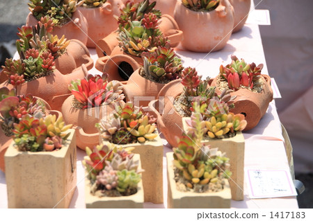 succulent, flowerpot, flowerpots 1417183