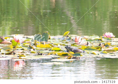 睡蓮和雙牛蛙 1417319