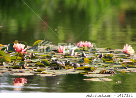 睡蓮和雙牛蛙 1417321