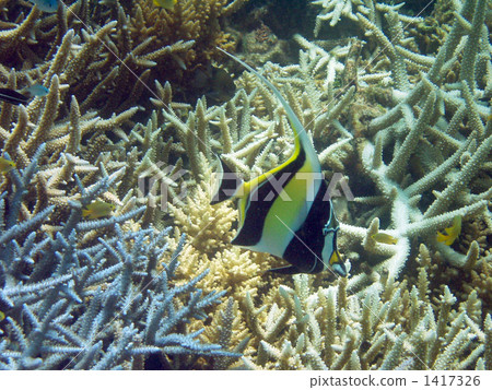 摩爾人的偶像 熱帶魚 珊瑚 1417326