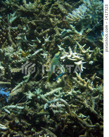 熱帶魚 珊瑚 八重山 1417328
