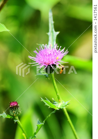 Thistle 1417561