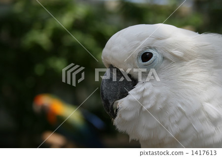 The profile of a parrot 1417613