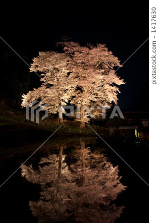 Matsuri Sakura Matsuri Sakura 1417630