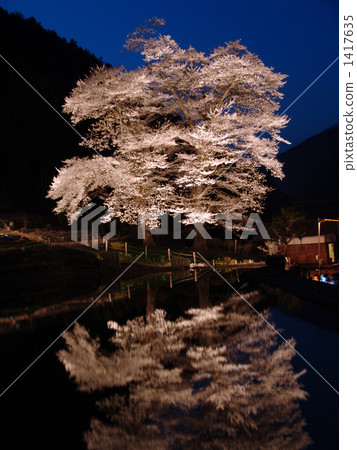 Matsuri Sakura 1417635