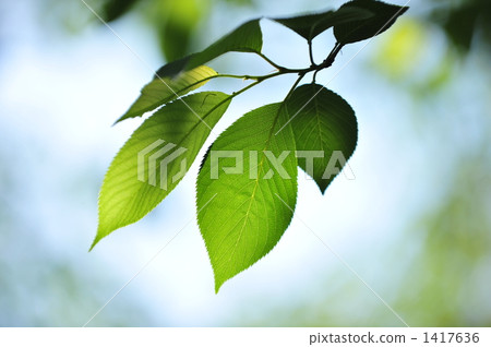 sprout, young leafe, tree 1417636