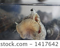 kai, kayes, univalve shell 1417642