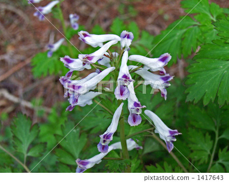 還有白花Murasakikeman 1417643