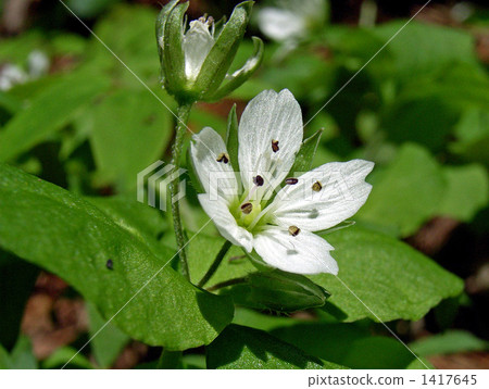 小白花budworm 1417645