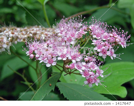 Shimotsuke flower that seems to be hazy in long bowls 1417647
