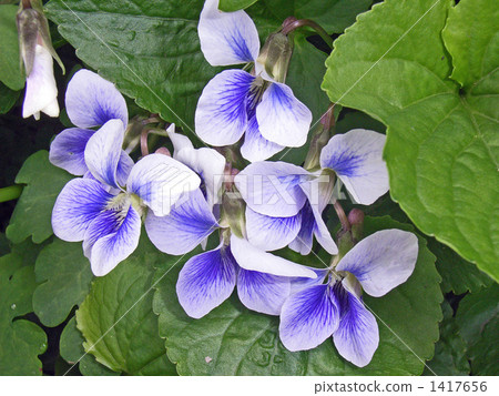 One type of American violetsin 1417656