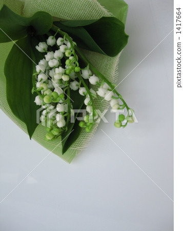 Lily of the valley 1417664