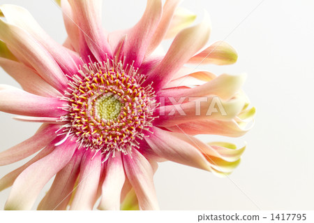 粉色非洲菊·品種名稱/意大利面玫瑰 粉色非洲菊·品種名稱/意大利面玫瑰 1417795