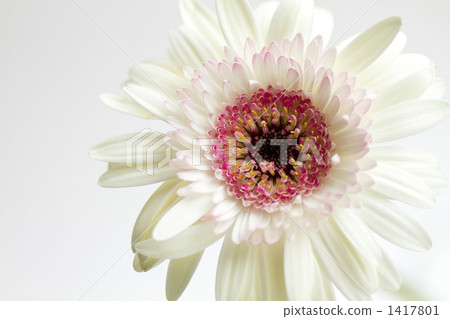 Multi-color Gerbera · Varietype name / Promotion 1417801
