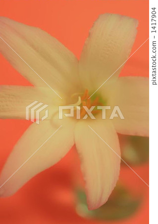 lily, white, pink 1417904
