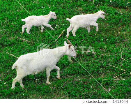 山羊的父母和孩子 山羊的父母和孩子 1418044