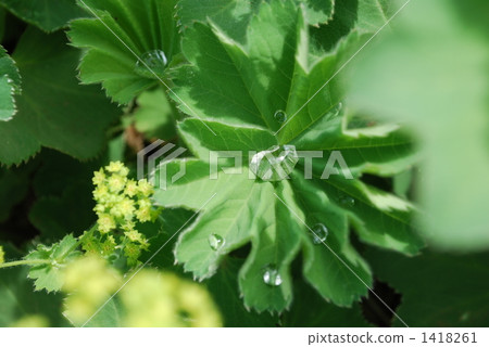 lady's mantle, rose, decorative plant 1418261