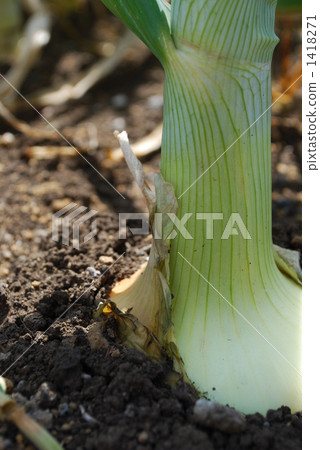 洋蔥 根菜類 塊根類蔬菜 1418271