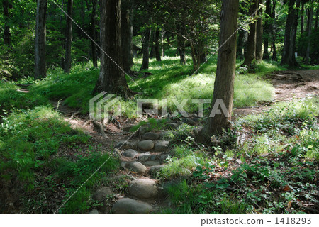交叉路 林地路徑 分叉路 1418293