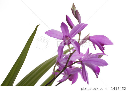 Purple 1418452