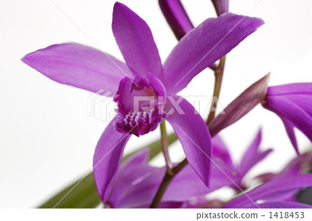 Purple 1418453