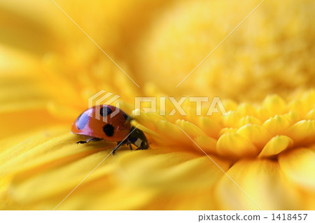 Yellow Gerbera and Ladybug Yellow Gerbera and Ladybug 1418457