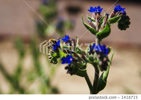 bee, hive bee, honeybee 1418715