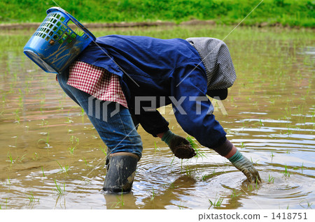 weed, weeds, rice planting 1418751