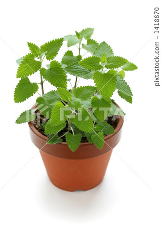 Cott nip potted plant 1418870