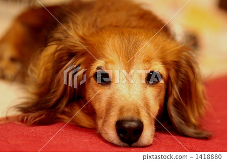 迷你臘腸犬 毛小孩 毛孩 1418880