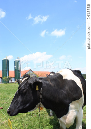 奶牛 牲口 牛 1418886