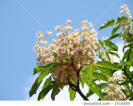 Tinon的花朵 1418889