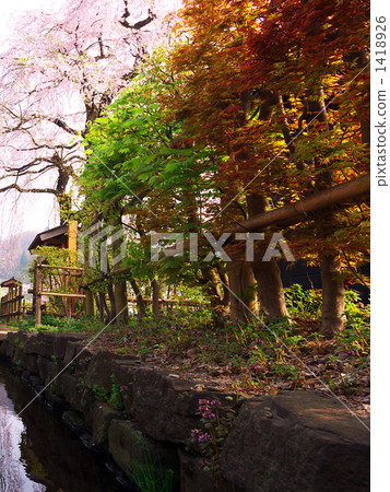 Kakunodate和深棕色櫻桃樹的對沖 Kakunodate和深棕色櫻桃樹的對沖 1418926