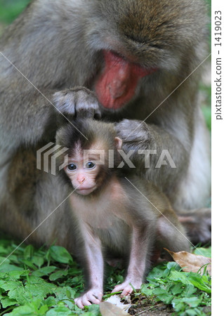 猴子的父母和孩子 1419023