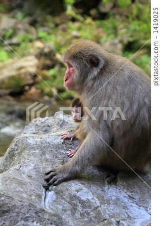 猴子的父母和孩子 1419025