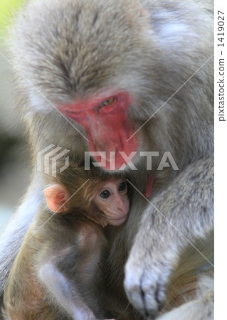 Parent and child of monkey Parent and child of monkey 1419027