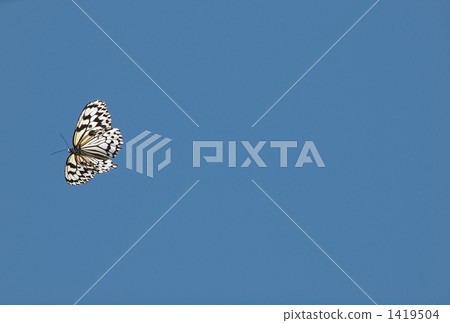 Flying wild giant fish 1419504