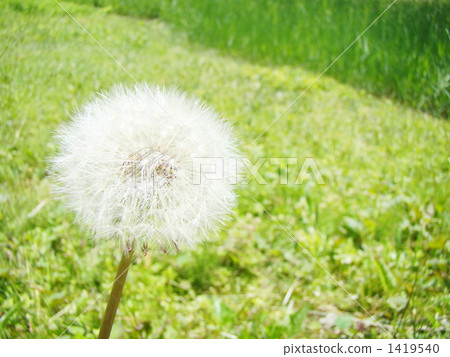 蒲公英絨毛 蒲公英絨毛 1419540