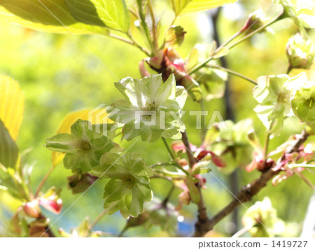 Depression golden cherry tree 1419727
