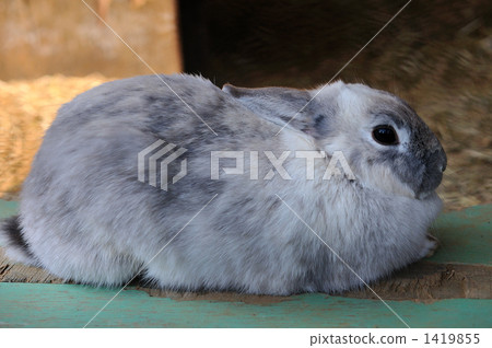 Rabbit Rabbit 1419855